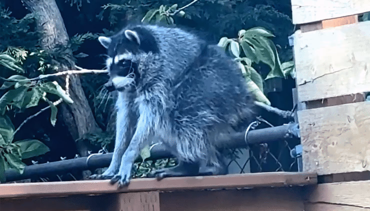Jimothy the Raccoon: How a Deformed Critter Became the Internet's Latest Star