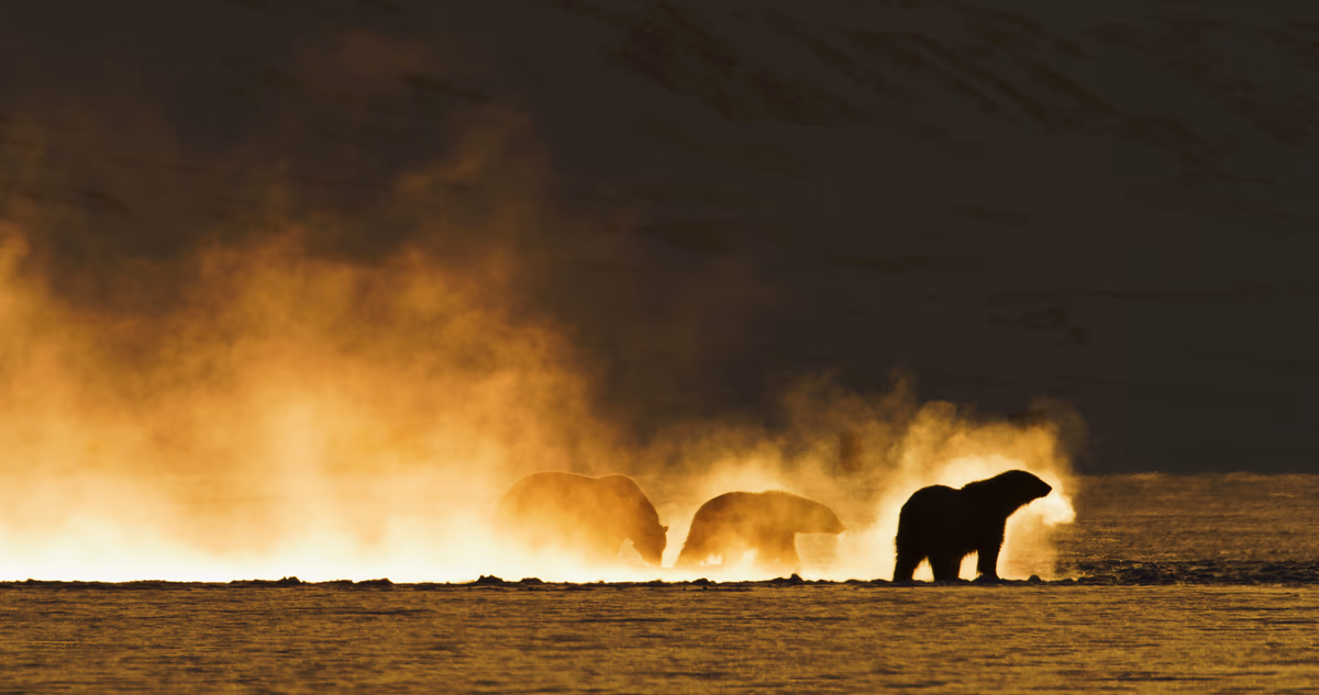 Arctic Bears Face Climate Crisis in 'Frost Without Snow and Ice' Deals